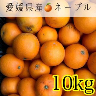 031 愛媛県産みかん ネーブル10kg 訳あり家庭用(フルーツ)