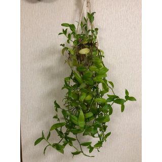 観葉植物（トラディスカンティア）(その他)