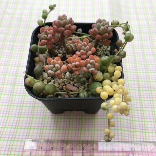 多肉植物　斑入グリーンネックレス＆パキフィルム(その他)