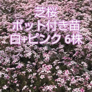 芝桜 ポット付き苗  白＋ピンク6株(その他)