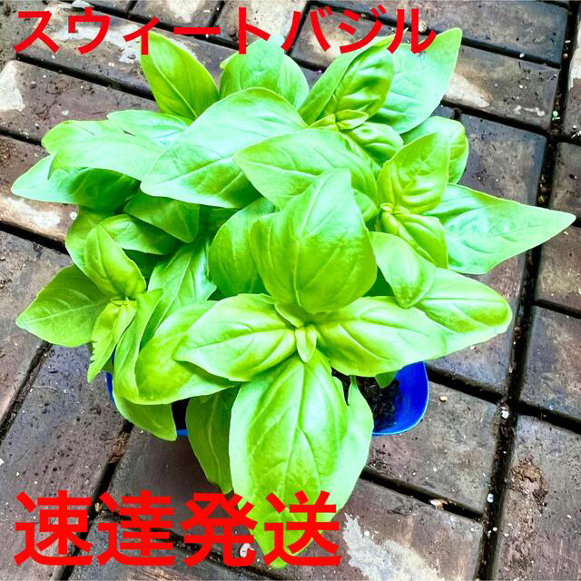 速達で発送❗️今季初　スウィート　バジル　苗　ハーブ　無農薬　 食品/飲料/酒の食品(野菜)の商品写真