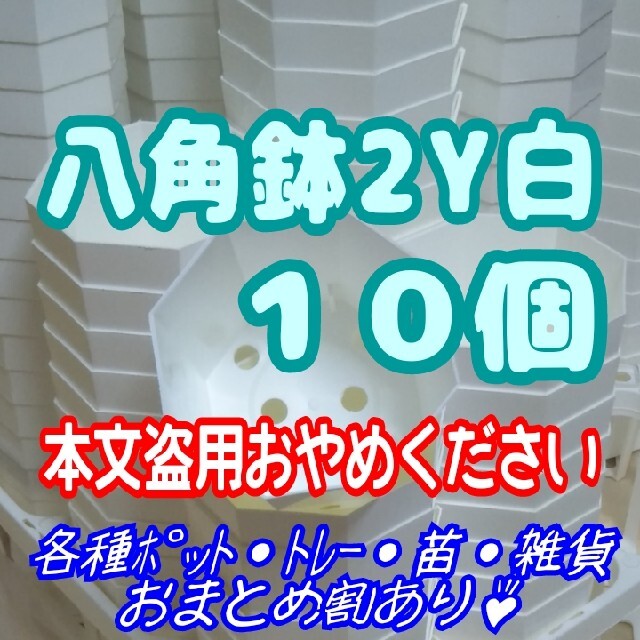 《2Y》カネヤ 八角鉢 白 10個 プラ鉢 多肉植物 プレステラ ハンドメイドのフラワー/ガーデン(プランター)の商品写真