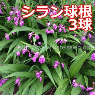 ■シラン 球根 3球セット 紫蘭 紫色の花☆植え替え時♪(リース)