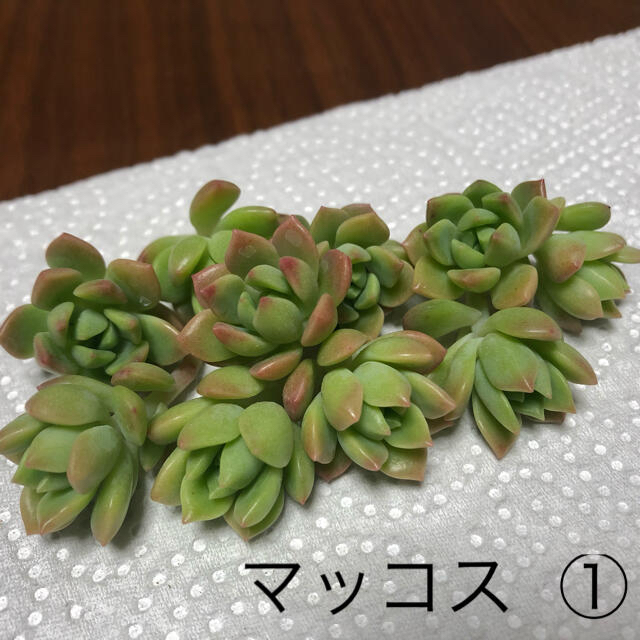 多肉植物 マッコス ①②おまとめ ハンドメイドのフラワー/ガーデン(その他)の商品写真