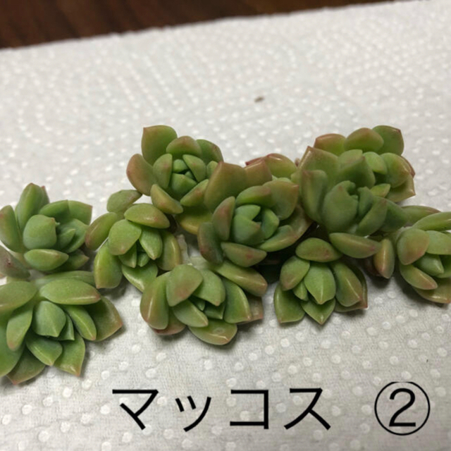 多肉植物 マッコス ①②おまとめ ハンドメイドのフラワー/ガーデン(その他)の商品写真