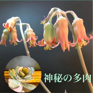 神秘の多肉❣️オルビキュラータ コチレドン属多肉植物 サボテン 苗 観葉植物(プランター)