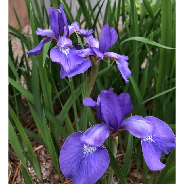 植え時です　アヤメ　菖蒲　ガーデニング　日本庭園　花　苗　宿根草　球根　多年草 ハンドメイドのフラワー/ガーデン(その他)の商品写真