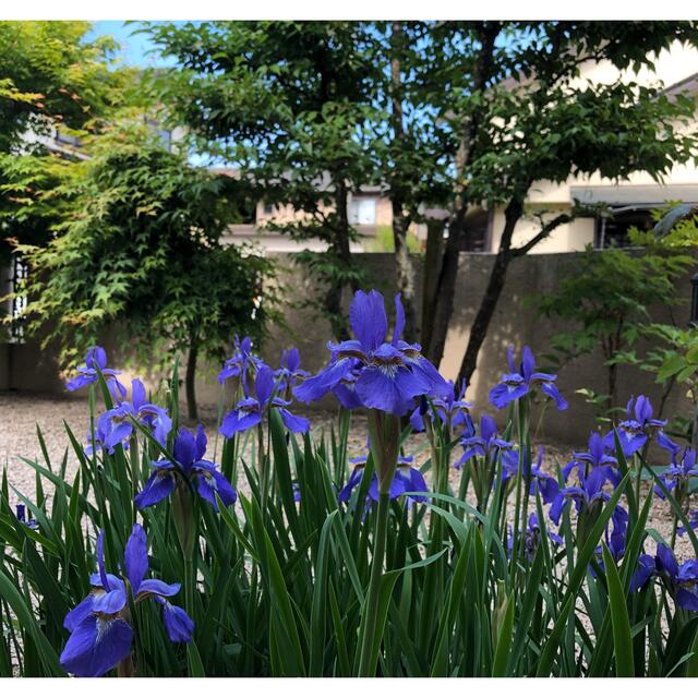 植え時です　アヤメ　菖蒲　ガーデニング　日本庭園　花　苗　宿根草　球根　多年草 ハンドメイドのフラワー/ガーデン(その他)の商品写真