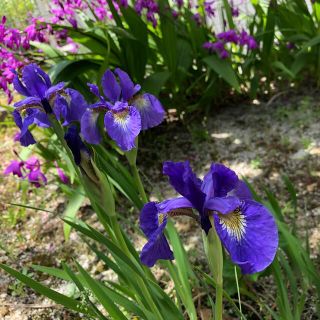 植え時です　アヤメ　菖蒲　ガーデニング　日本庭園　花　苗　宿根草　球根　多年草(その他)