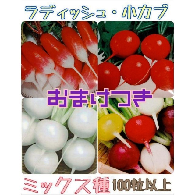 まき時 カラフルラディッシュ 小かぶ 野菜種 家庭菜園 プランター 食品/飲料/酒の食品(野菜)の商品写真