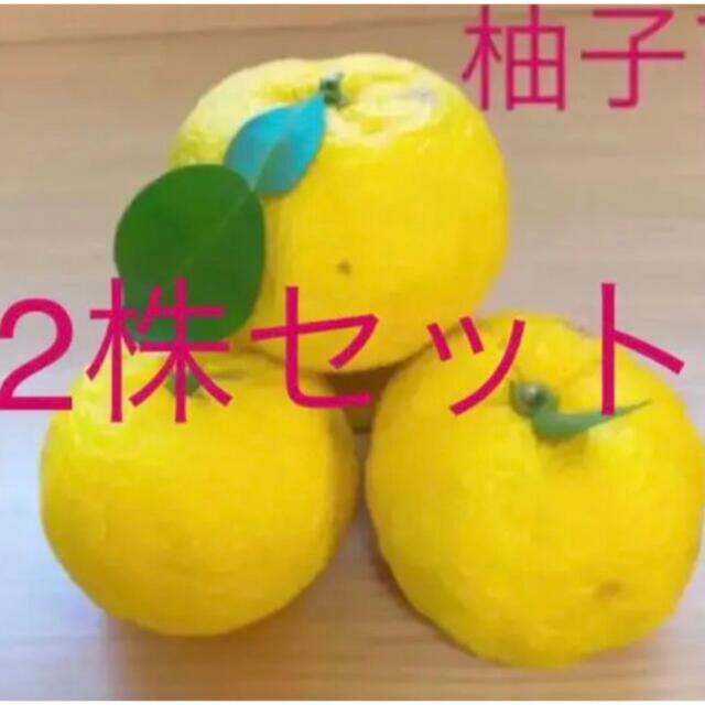 柚子 ゆず 赤ちゃん苗4cmポット2株セット の通販 By のの S Shop ラクマ