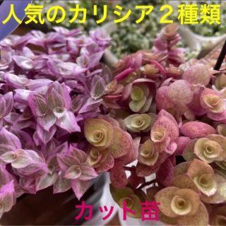 多肉植物　人気のカリシア２種類　カット苗　初心者向け(その他)