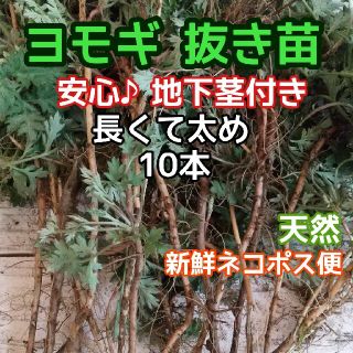 よもぎ  長くて太め 根付き苗 10本+α！+地下茎付き♪ ◎農薬無 量相談OK(プランター)