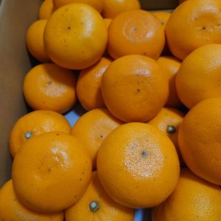 和歌山ＡＱせとか　5キロ25玉ほど(フルーツ)