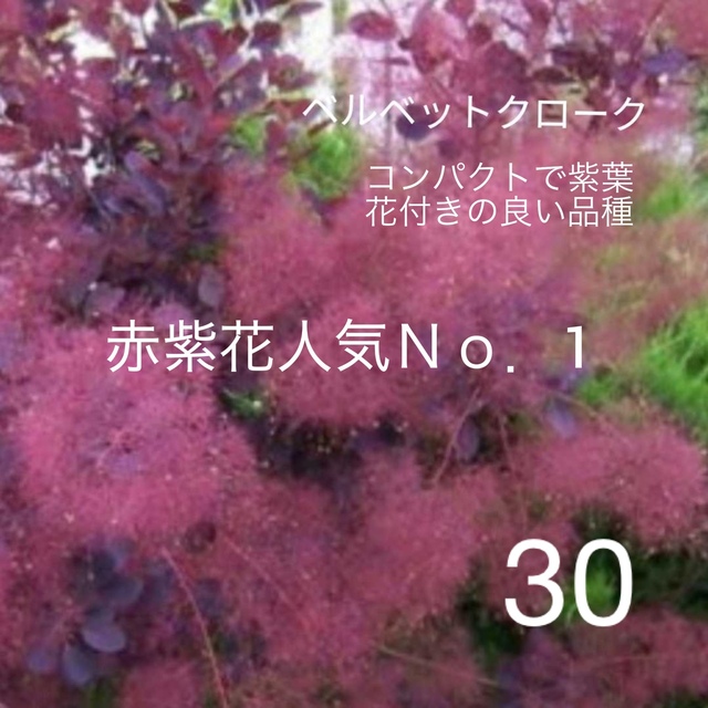 30. ベルベットクローク スモークツリー 苗 苗木 雌株 chateauduroi.co