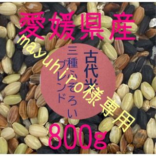 mayuhiro様専用　古代米3種ふぞろいブレンド　愛媛県産　800ｇ(米/穀物)