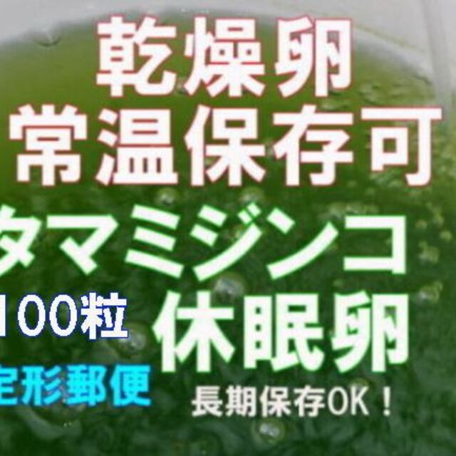 〒　種親にオススメ　国産純粋　タマ　ミジンコ　みじんこ　乾燥　休眠卵　100粒 その他のペット用品(アクアリウム)の商品写真