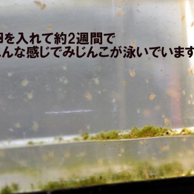 〒　種親にオススメ　国産純粋　タマ　ミジンコ　みじんこ　乾燥　休眠卵　100粒 その他のペット用品(アクアリウム)の商品写真