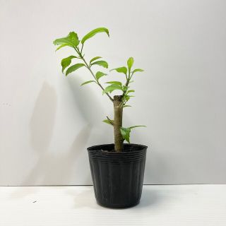 〈観葉植物〉沖縄から！風鈴ハイビスカスの苗(送料込み)(その他)