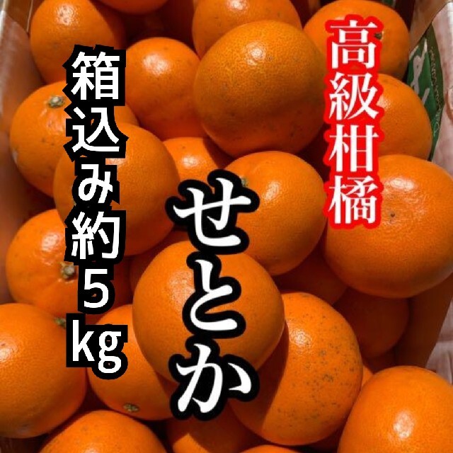 【本日特価】 愛媛県 柑橘 ミカン