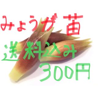 みょうが地下茎(その他)