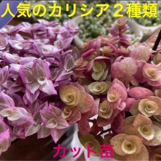 多肉植物　人気のカリシア２種類　カット苗　初心者向け(その他)