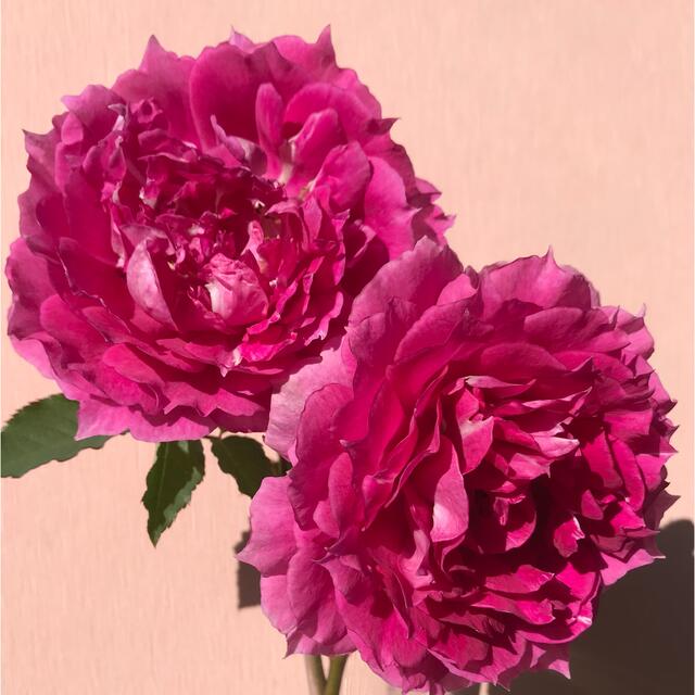 薔薇挿し木苗 ハンドメイドのフラワー/ガーデン(その他)の商品写真