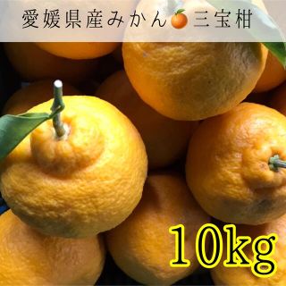 05 愛媛県産みかん 三宝柑10kg 訳あり家庭用(フルーツ)