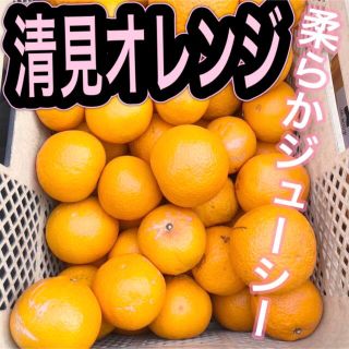 清見タンゴール  低農薬  ハネダシ  約8kg(フルーツ)