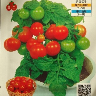 野菜の種 ミニトマト レジナの通販 By ゴジラ君 S Shop ラクマ