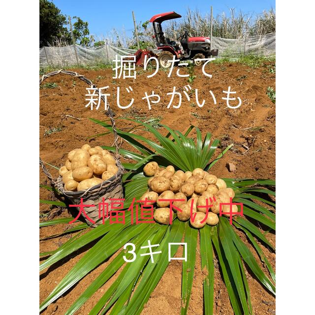 3キロ 馬鈴薯ニシユタカ！徳之島 産　新 じゃがいも 食品/飲料/酒の食品(野菜)の商品写真