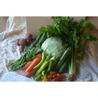 【鮮度抜群！】さいのね畑の野菜セット[大](農薬・化学肥料不使用）冷蔵便(野菜)
