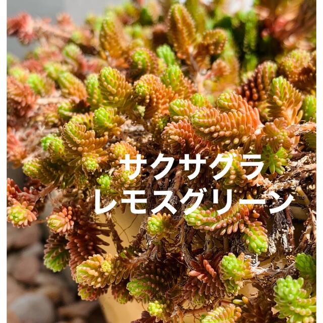 多肉植物　サクサグラレモスグリーン　カット苗　20カット ハンドメイドのフラワー/ガーデン(その他)の商品写真