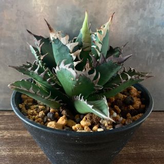 AGAVE アガベチタノタレッドキャットウィーズル胴切り子株2株/ゴリ猫、狼牙