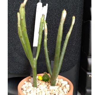 セドロルム ユーホルビア(2セット）(その他)