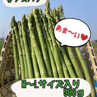 グリーンアスパラガス　500㌘(野菜)