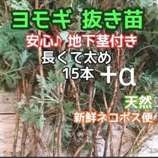 よもぎ  長くて太め 根付き苗 15本+α！+地下茎付き♪ ◎農薬無 量相談OK(プランター)