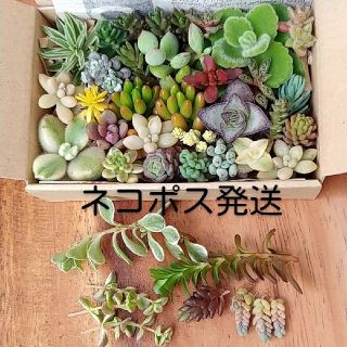 多肉植物カット苗⭐ネコポスS(その他)