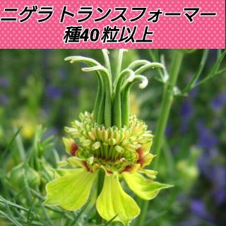 ニゲラ トランスフォーマー 花種40粒以上(その他)