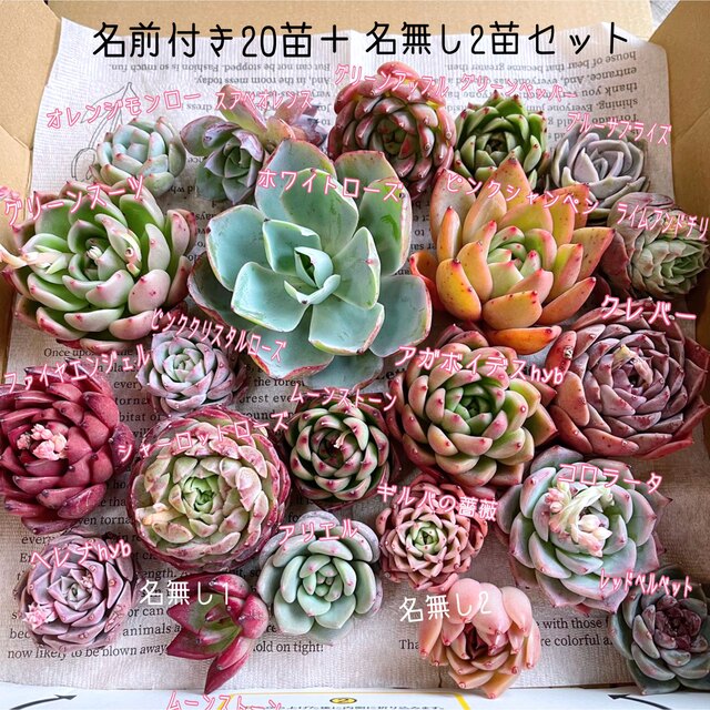 多肉植物 お得な韓国苗22苗セット 宅急便コンパクト発送 エケベリア