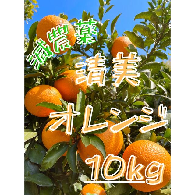 減農薬 清美オレンジ 10kg 和歌山 有田 みかん 家庭用 甘い 美味しい  食品/飲料/酒の食品(フルーツ)の商品写真