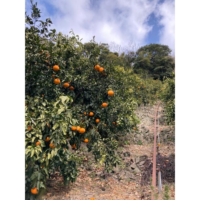 減農薬 清美オレンジ 10kg 和歌山 有田 みかん 家庭用 甘い 美味しい  食品/飲料/酒の食品(フルーツ)の商品写真