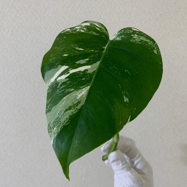 観葉植物⑥   斑入りモンステラ   挿し木用  1本  ラクマパック配送