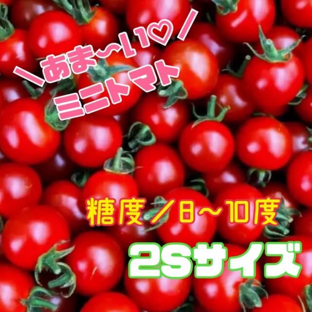 朝採れミニトマト　2Sサイズ　濃厚　新鮮　プチトマト　1キロ  食品/飲料/酒の食品(野菜)の商品写真