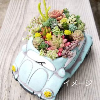 多肉植物【寄せ植えセット✨車】カット苗(その他)