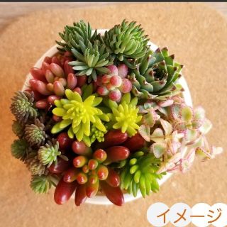 多肉植物【寄せ植えセット・セ】カット苗(その他)