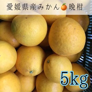 004 愛媛県産みかん 晩柑5kg 訳あり家庭用(フルーツ)