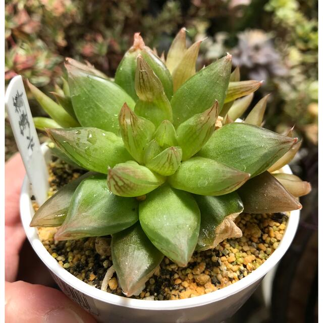 多肉植物 ハオルチア 水蓮華 抜き苗の通販 by ☆さくら☆|ラクマ 多肉植物 ハオルチア 水蓮華 抜き苗の通販 by ☆さくら☆|ラクマ