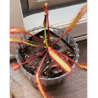 食虫植物 モウセンゴケ 1株 黒ポリポット（直径7.5cm入）(その他)