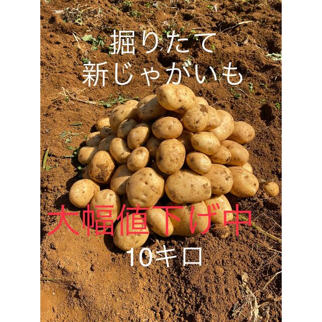 10キロ 馬鈴薯ニシユタカ！徳之島 産　新 じゃがいも 食品/飲料/酒の食品(野菜)の商品写真